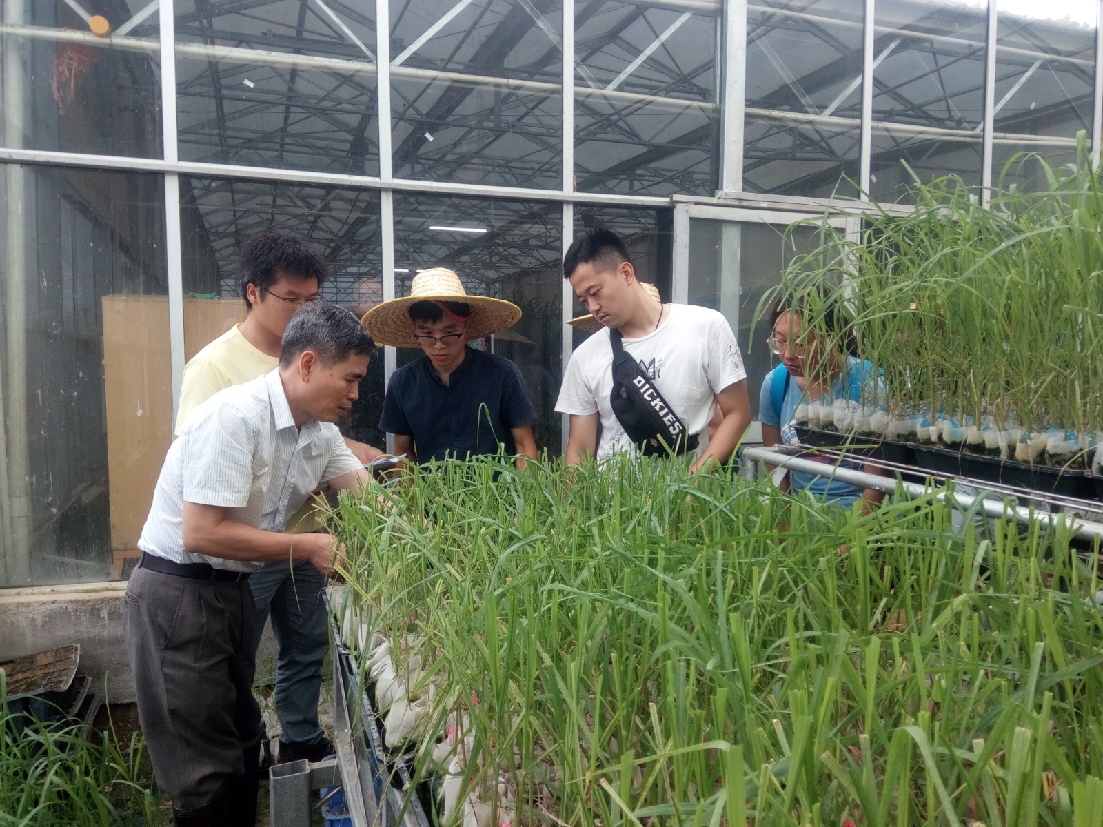 广西甘蔗脱毒种苗基地图片