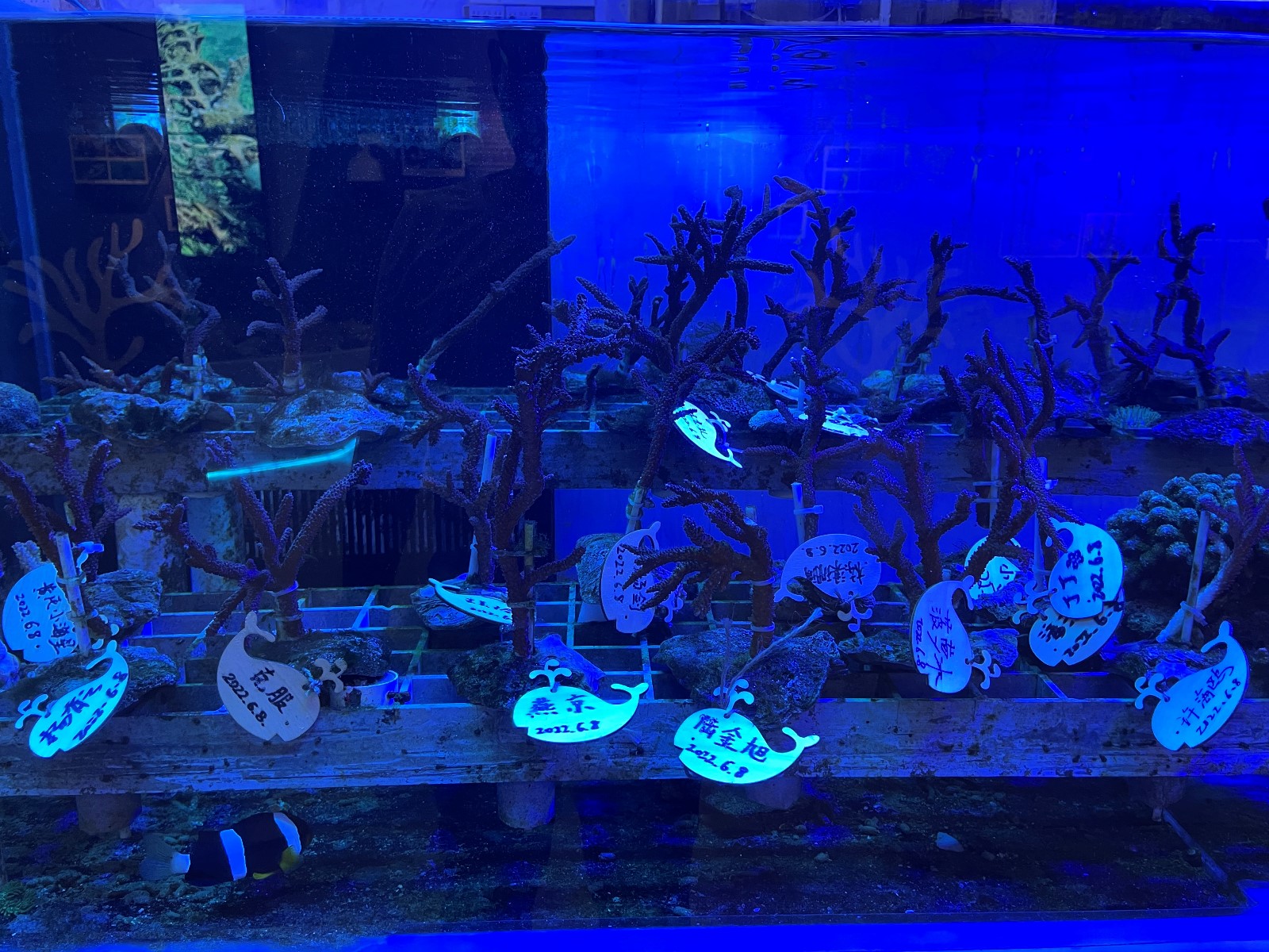 我的水族馆之旅----NO.1：沖縄美ら海水族館 - 知乎