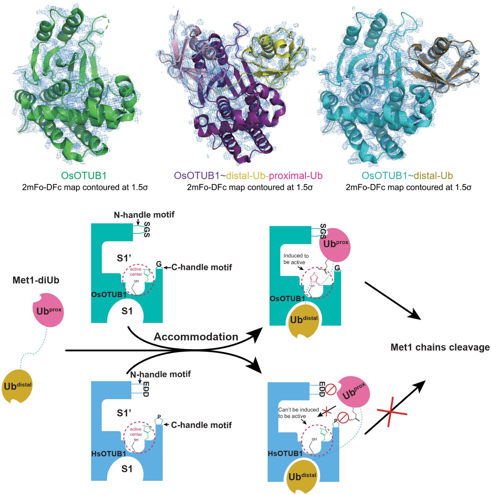 我校合成生物学团队发现绿色植物中广泛保守的Met1泛素链水解分子开关